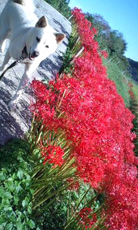 sora.jpg (200x333..40.6kb) up