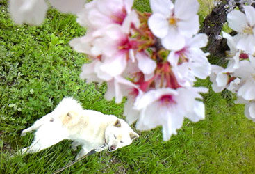 sora.jpg (365x249..45.4kb) up